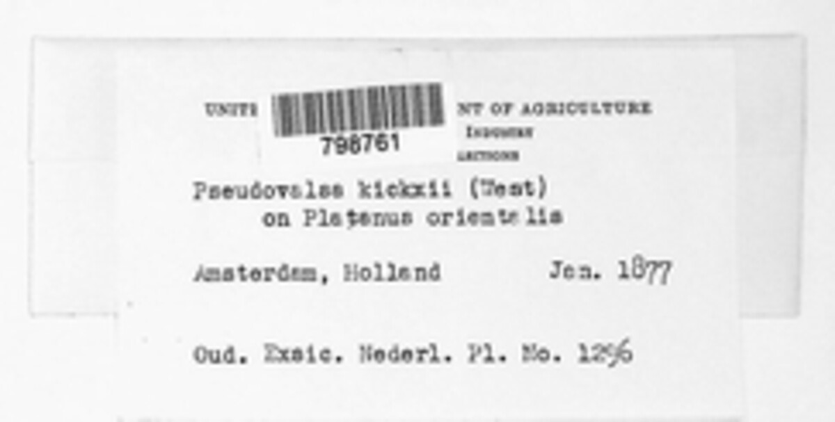 Pseudovalsa kickxii image